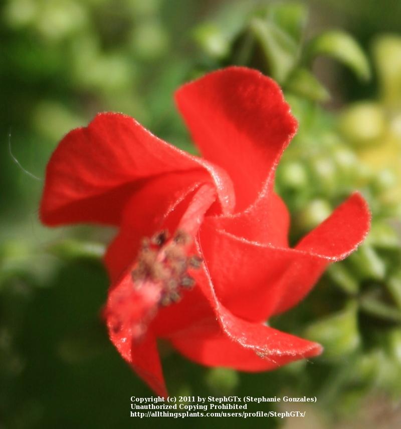 Photo of Turk's Cap (Malvaviscus arboreus var. drummondii) uploaded by StephGTx