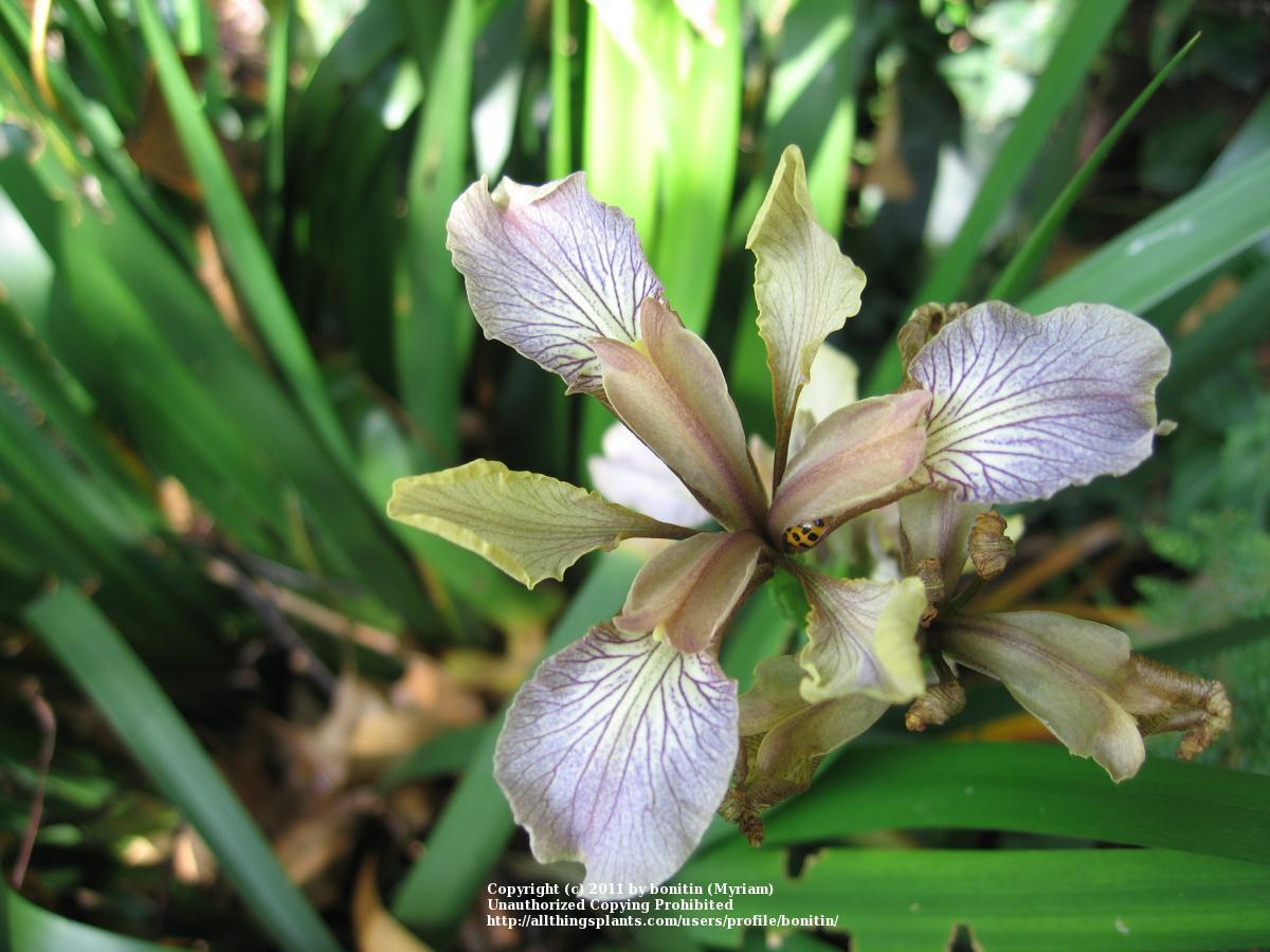 Photo of Species Iris (Iris foetidissima) uploaded by bonitin