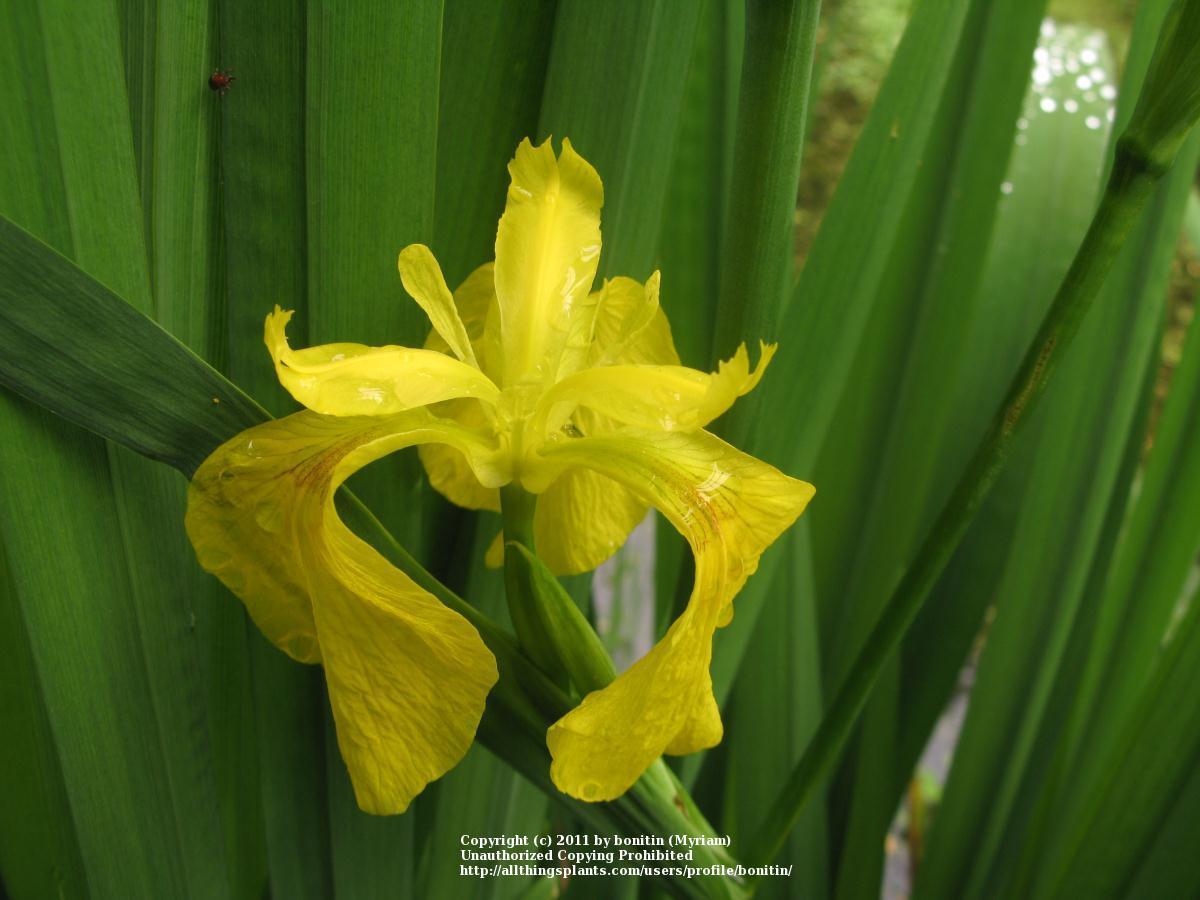 Photo of Yellow Flag (Iris pseudacorus) uploaded by bonitin