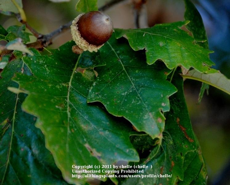 Photo of Bur Oak (Quercus macrocarpa) uploaded by chelle
