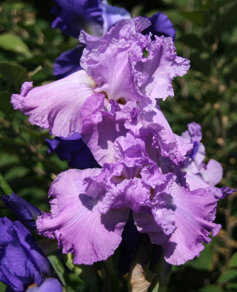 Photo of Tall Bearded Iris (Iris 'Spring Image') uploaded by daylily