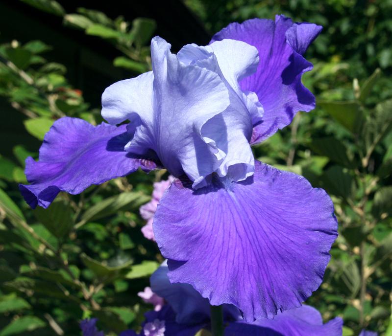 Photo of Tall Bearded Iris (Iris 'Proud Tradition') uploaded by daylily