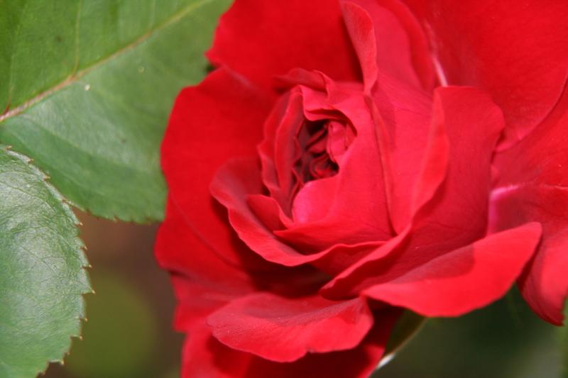 Photo of Rose (Rosa 'Kronborg Castle') uploaded by daylily