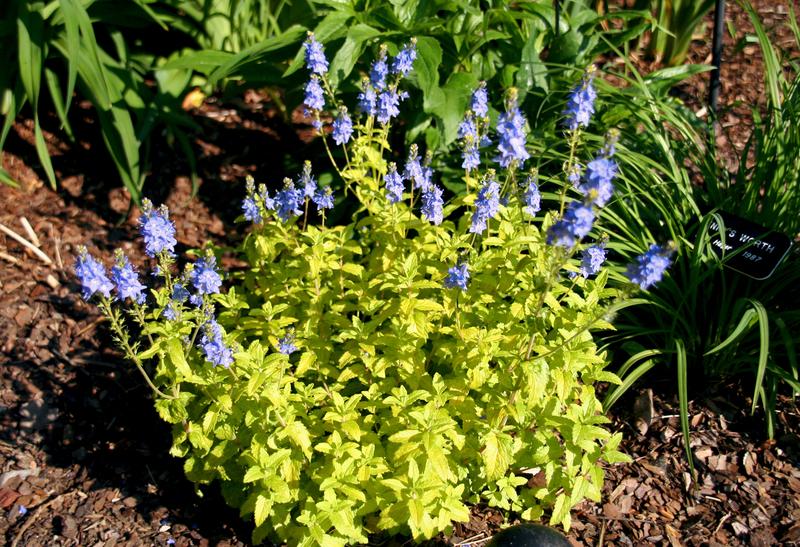 Photo of Prostrate Speedwell (Veronica prostrata 'Aztec Gold') uploaded by daylily