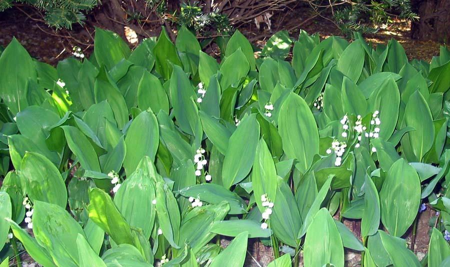 Photo of Lily Of The Valley (Convallaria majalis) uploaded by eclayne