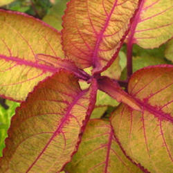 Location: Sun garden Pittsford NY
Date: 2009-09-08
The Boss gets better with the season.These are September colors i