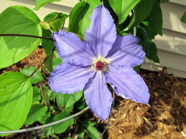 Photo of Clematis 'Alice Fisk' uploaded by goldfinch4