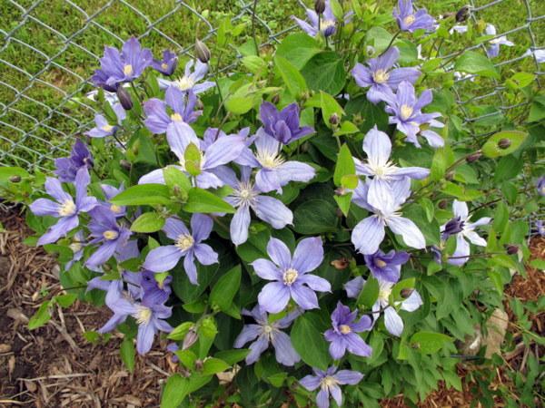 Photo of Clematis 'Arabella' uploaded by goldfinch4