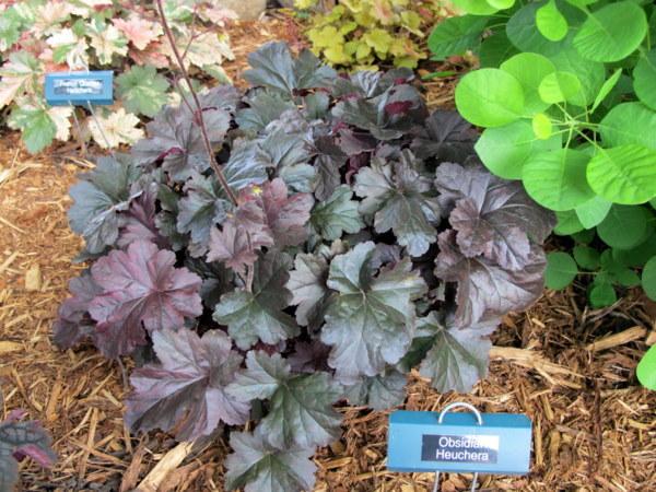 Photo of Coral Bells (Heuchera 'Obsidian') uploaded by goldfinch4
