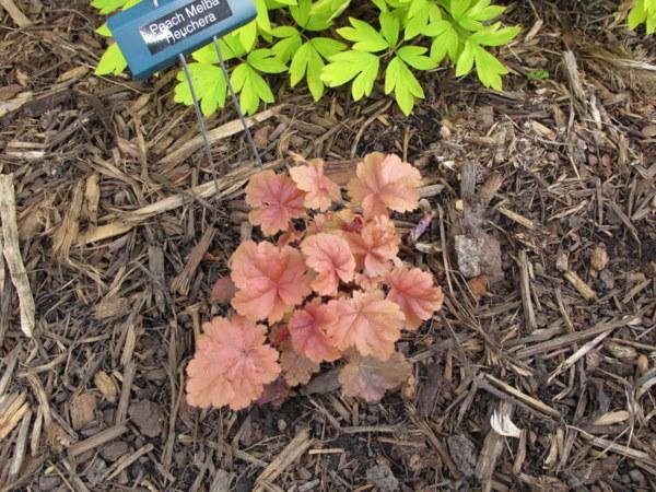 Photo of Coral Bells (Heuchera Dolce® Peach Melba) uploaded by goldfinch4