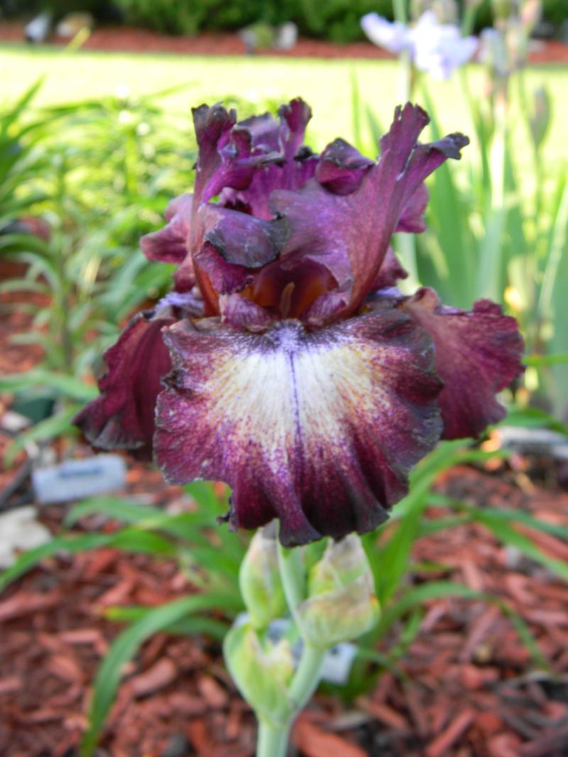 Photo of Tall Bearded Iris (Iris 'Psychic Reader') uploaded by mattsmom