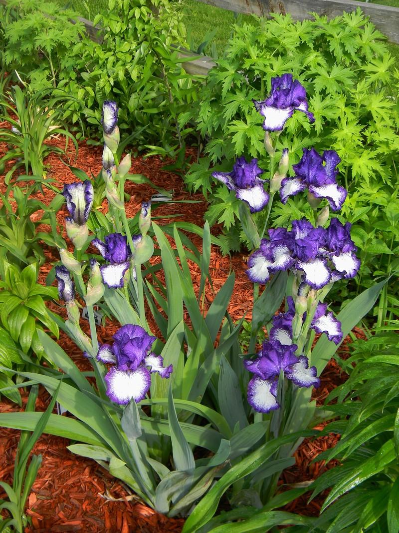 Photo of Tall Bearded Iris (Iris 'Stepping Out') uploaded by mattsmom