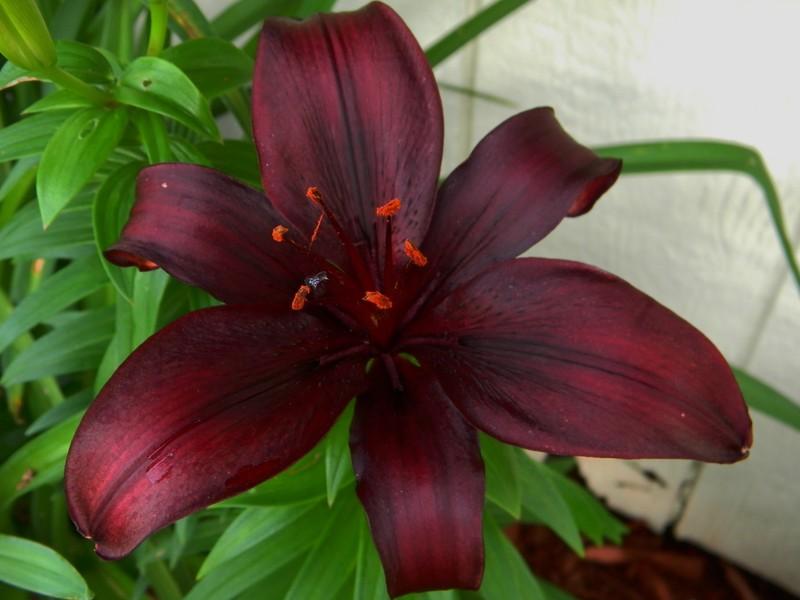 Photo of Lily (Lilium 'Dimension') uploaded by mattsmom