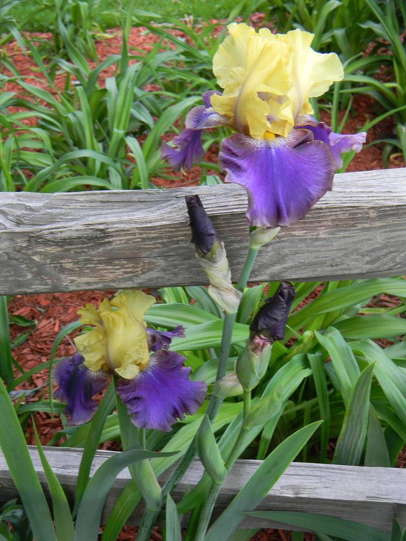 Photo of Tall Bearded Iris (Iris 'Jurassic Park') uploaded by mattsmom