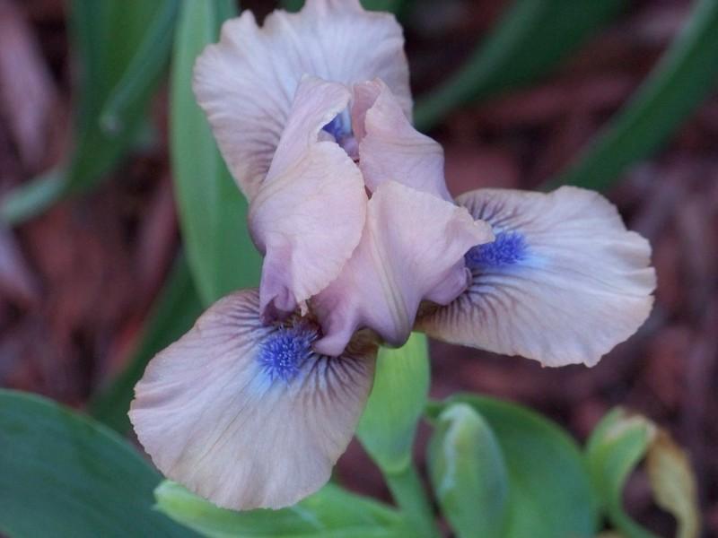 Photo of Standard Dwarf Bearded Iris (Iris 'Chanted') uploaded by mattsmom