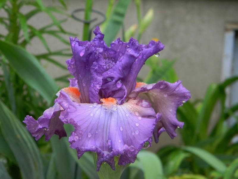 Photo of Border Bearded Iris (Iris 'Imbroglio') uploaded by mattsmom