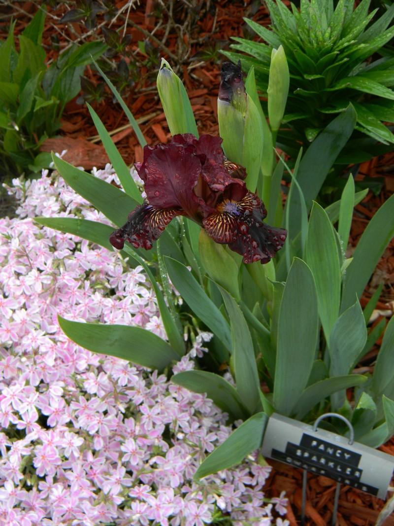 Photo of Standard Dwarf Bearded Iris (Iris 'Fancy Sparkler') uploaded by mattsmom