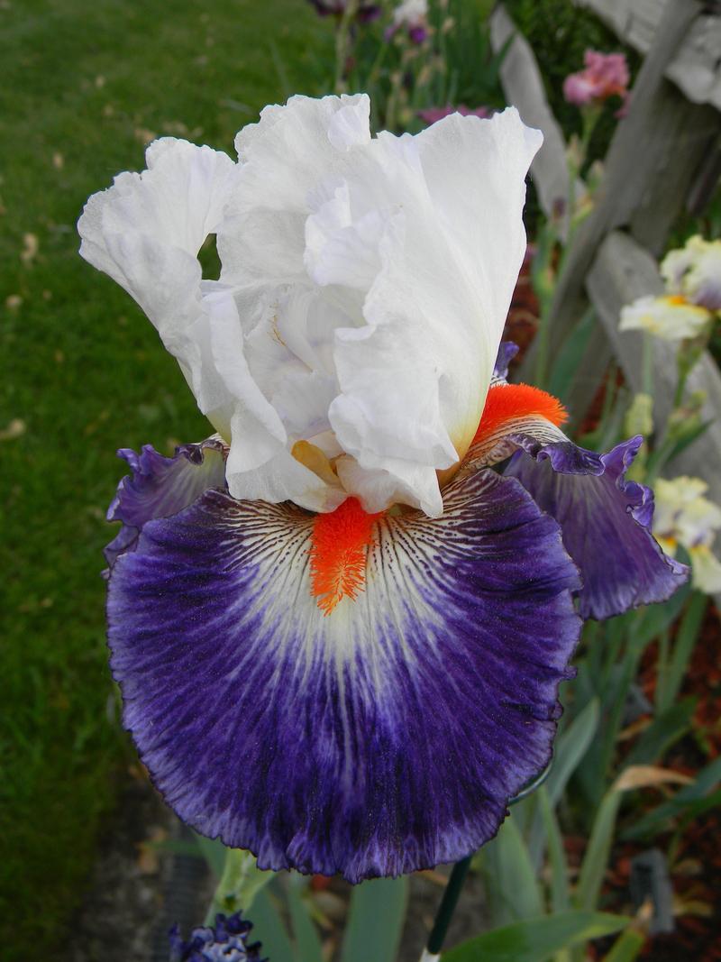 Photo of Tall Bearded Iris (Iris 'Gypsy Lord') uploaded by mattsmom