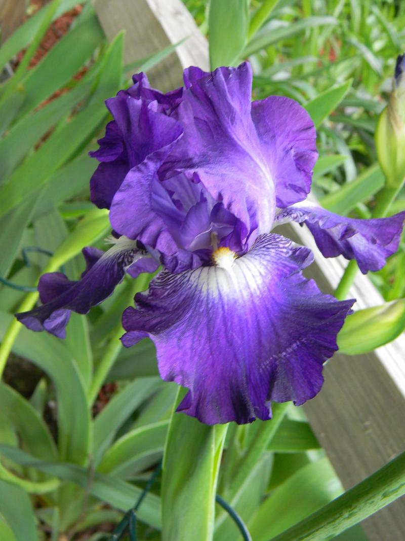 Photo of Tall Bearded Iris (Iris 'City Lights') uploaded by mattsmom