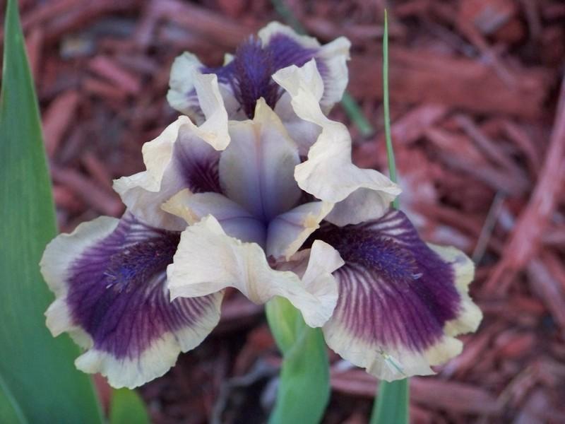 Photo of Standard Dwarf Bearded Iris (Iris 'Mambo') uploaded by mattsmom