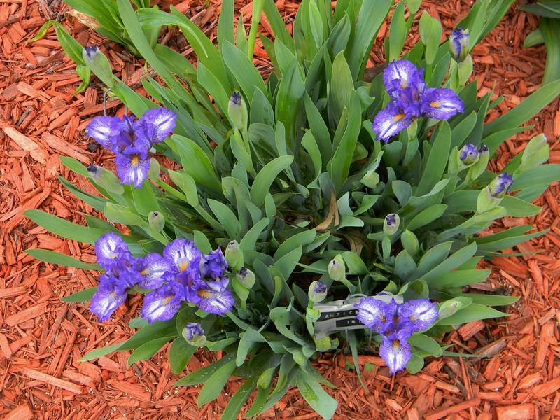 Photo of Standard Dwarf Bearded Iris (Iris 'Antics') uploaded by mattsmom