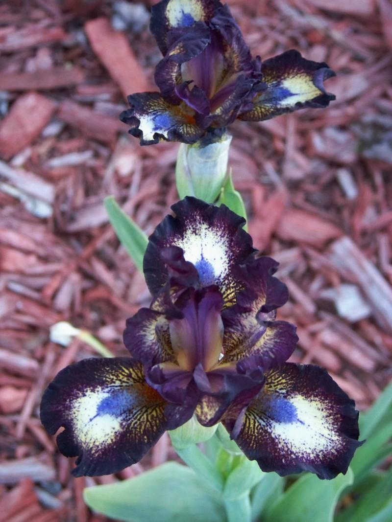 Photo of Standard Dwarf Bearded Iris (Iris 'Buster') uploaded by mattsmom