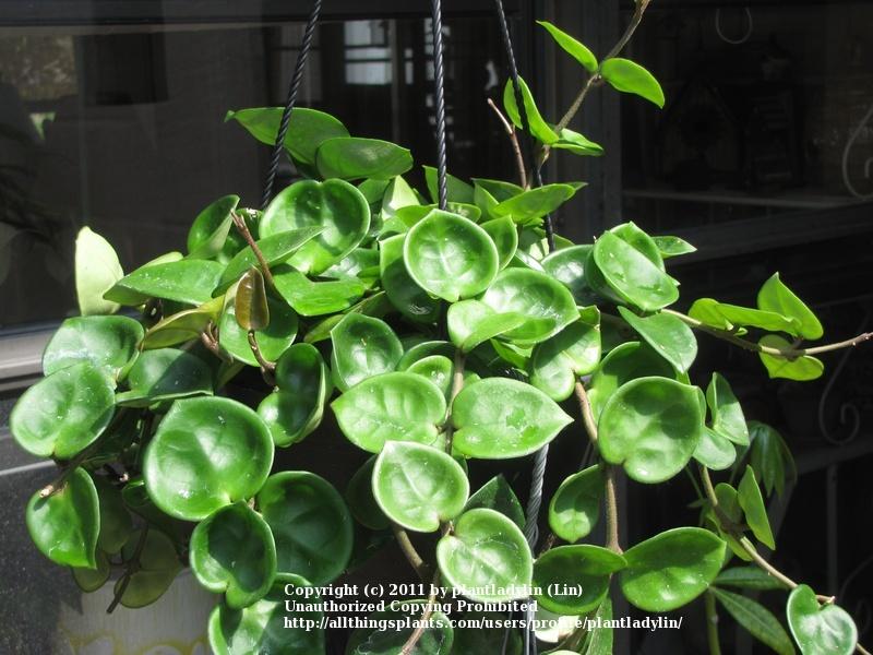 Photo of Wax Plant (Hoya carnosa 'Chelsea') uploaded by plantladylin