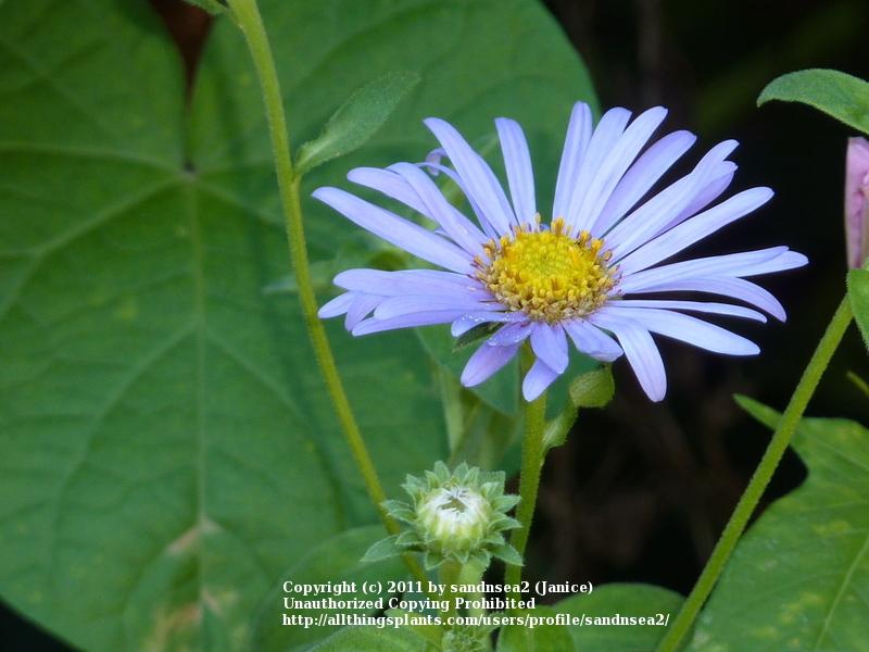 Photo of Aster (Aster x frikartii 'Monch') uploaded by sandnsea2