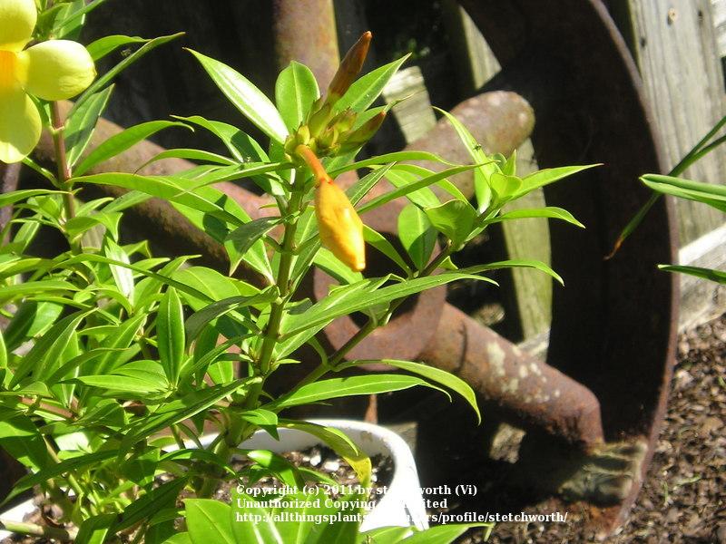 Photo of Golden Trumpet (Allamanda cathartica) uploaded by stetchworth