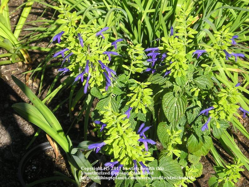 Photo of Mexican Sage (Salvia mexicana 'Limelight') uploaded by stetchworth