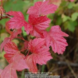Location: Pacific Northwest
Date: 2011-10-02
Wonder scarlet fall color with a glossy look and feel to the leav