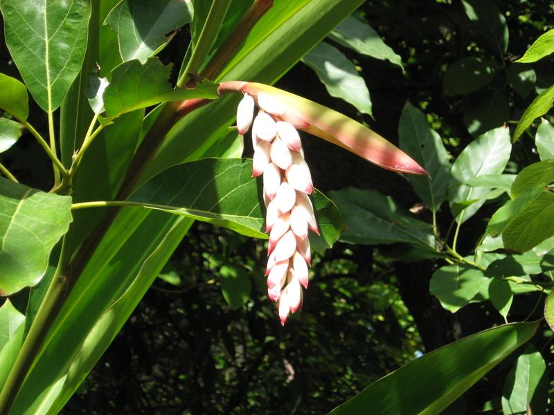 Photo of Shell Ginger (Alpinia zerumbet) uploaded by wcgypsy