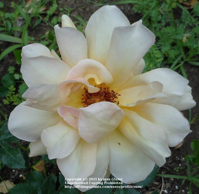 Photo of Rose (Rosa 'Feu Joseph Looymans') uploaded by zuzu