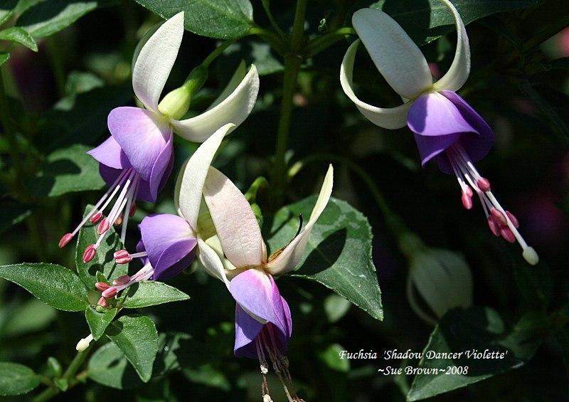 Photo of Fuchsia Shadow Dancer® Violette uploaded by Calif_Sue