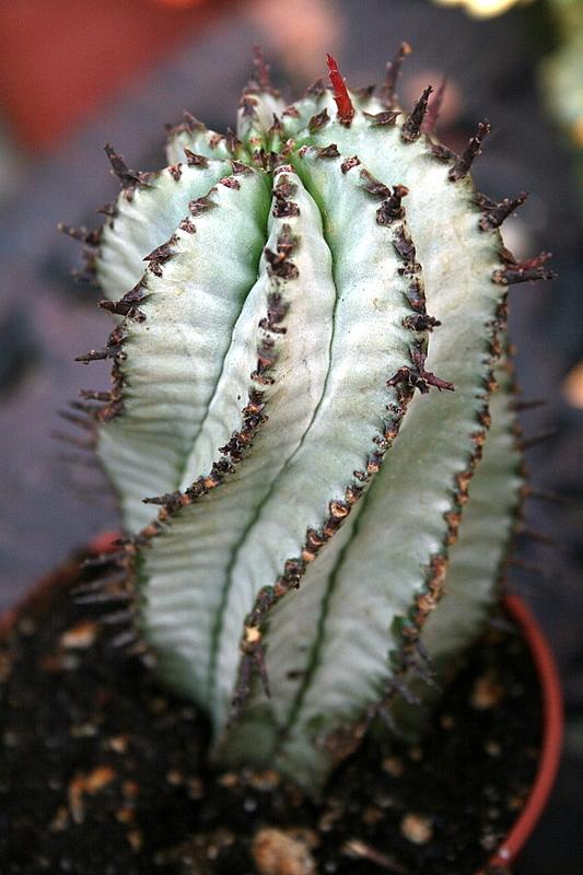 Photo of Euphorbia (Euphorbia polygona 'Snowflake') uploaded by Calif_Sue