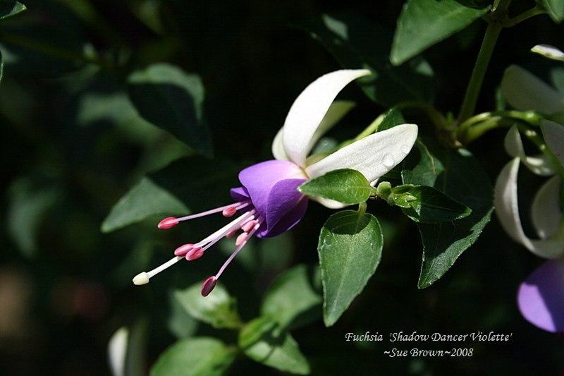 Photo of Fuchsia Shadow Dancer® Violette uploaded by Calif_Sue