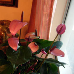 Location: Bedroom, south facing window, dappled light
Date: 10/3/2011
Anthurium scandens Purple blooms