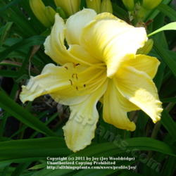 Location: Kalama, Wa.
Date: 2011-08-02
A poly bloom