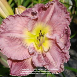 Location: Kalama, Wa
Date: 2011-08-02
1st year bloom