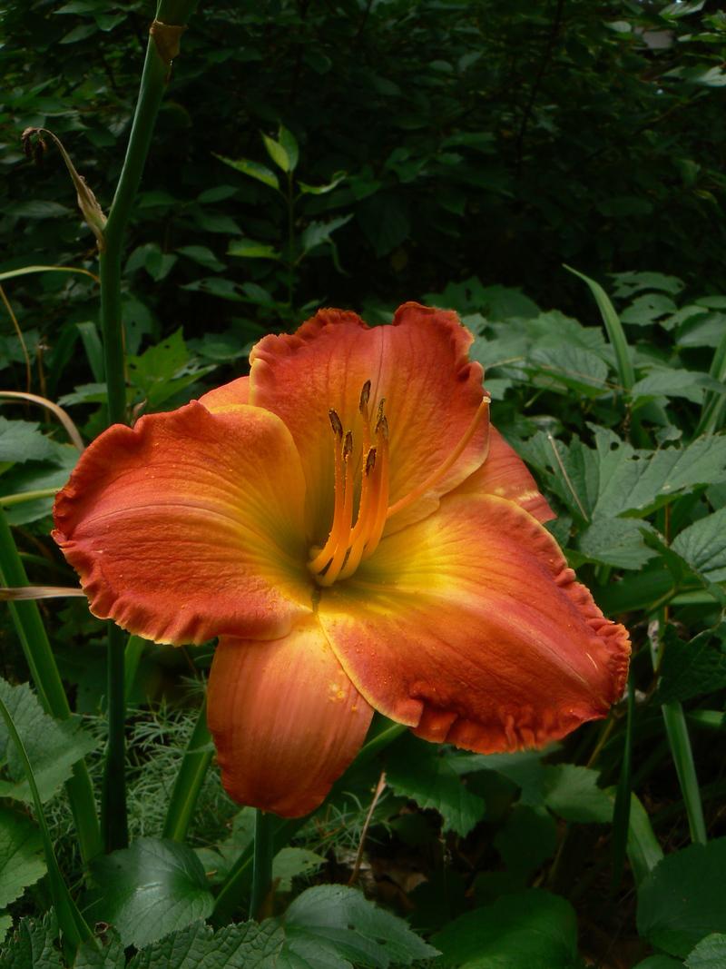 Photo of Daylily (Hemerocallis 'Grand Old Flag') uploaded by annred97