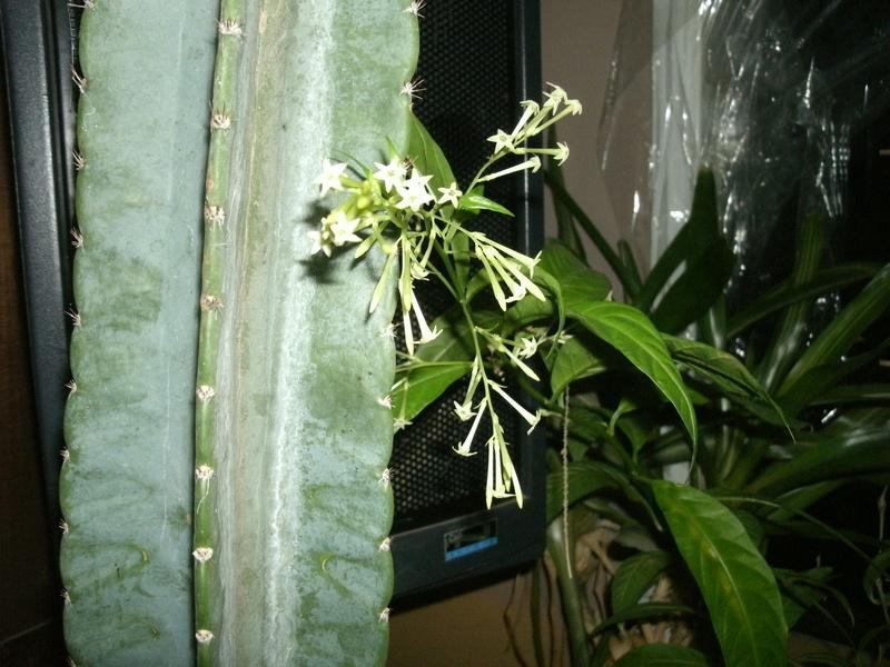 Photo of Night Blooming Jasmine (Cestrum nocturnum) uploaded by batflower