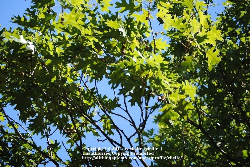Photo of Black Oak (Quercus velutina) uploaded by chelle