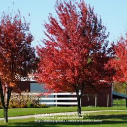 Location: Northeastern Indiana
Date: 2011-10-02
Young Trees