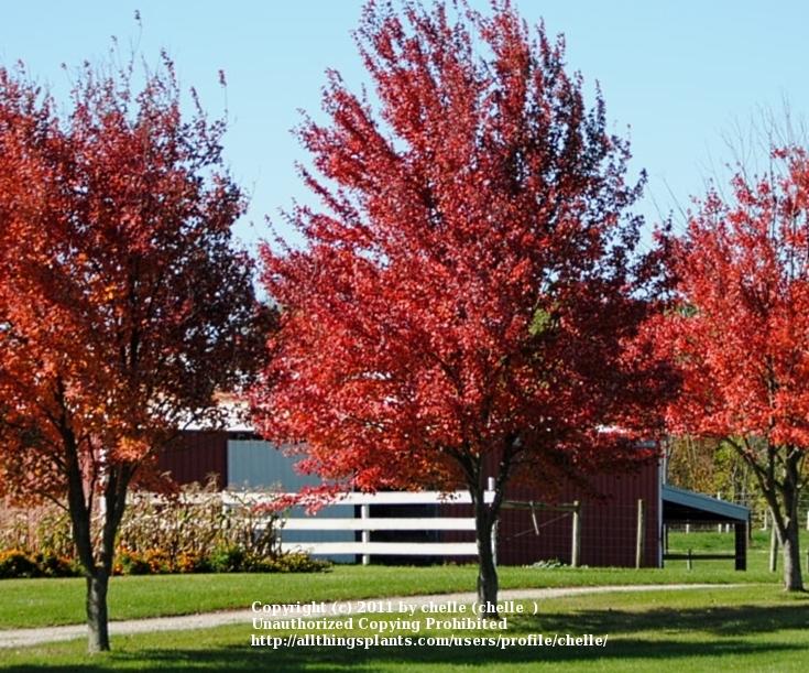 Photo of Freeman's Maple (Acer x freemanii Autumn Blaze®) uploaded by chelle