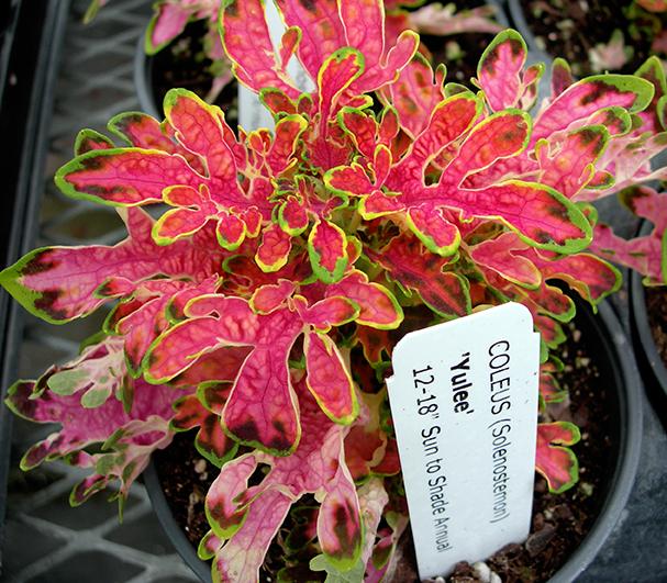 Photo of Coleus (Coleus scutellarioides Florida City™ Yulee) uploaded by daylily