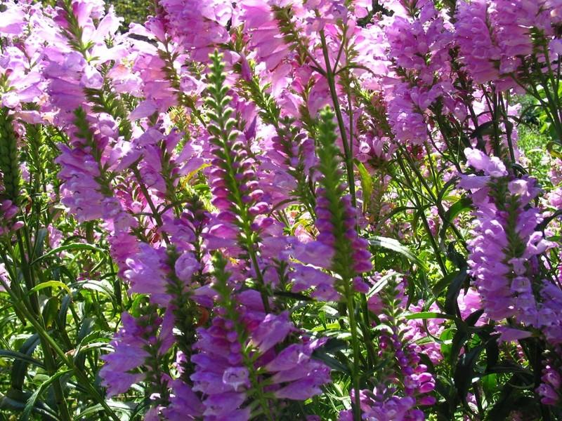 Photo of Obedient Plant (Physostegia virginiana 'Vivid') uploaded by eclayne