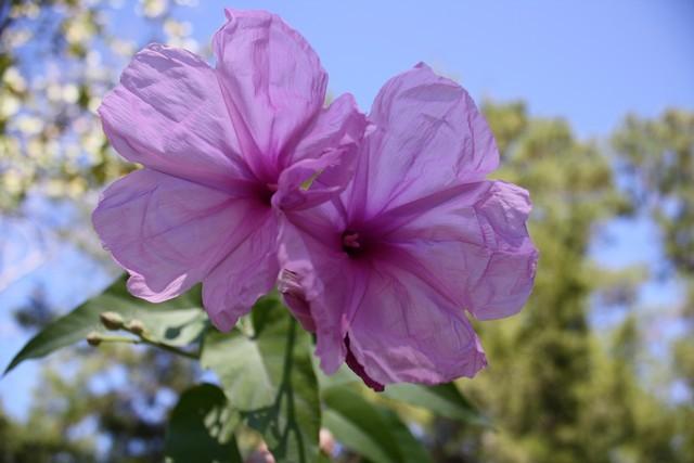 Photo of Morning Glory Tree (Ipomoea carnea) uploaded by gingin