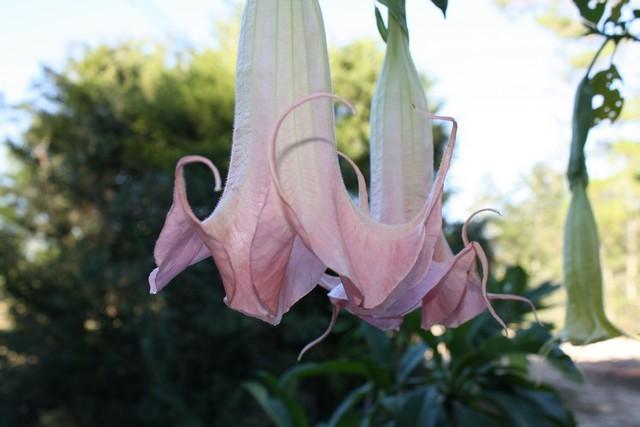 Photo of Angel Trumpet (Brugmansia 'Miss Caylie') uploaded by gingin