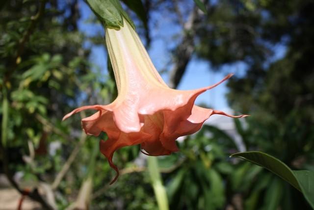 Photo of Angel Trumpet (Brugmansia 'First Belle') uploaded by gingin