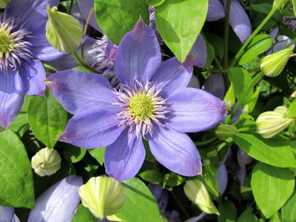 Photo of Clematis Blue Light™ uploaded by goldfinch4